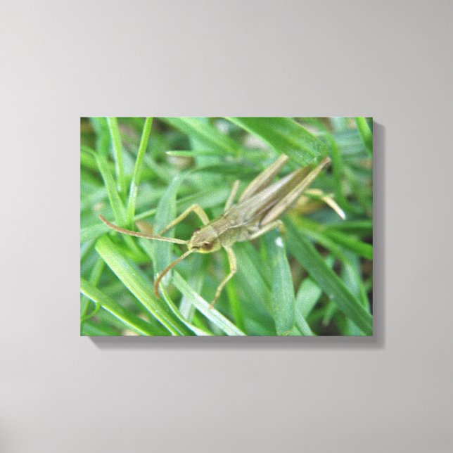 Grasshopper Canvas Print (Front)