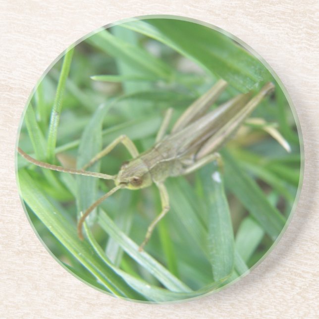 Grasshopper Coasters (Front)