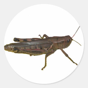 Grasshopper Design Classic Round Sticker