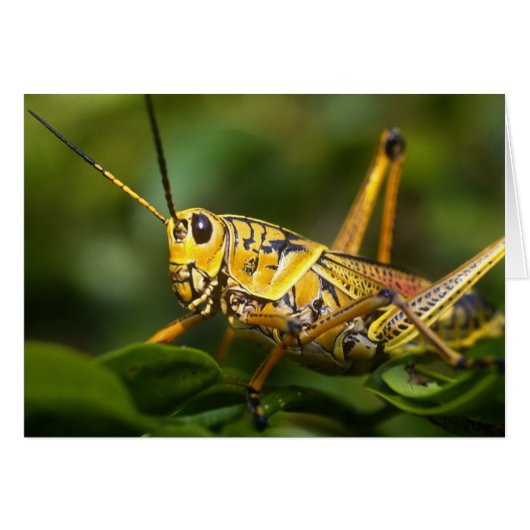 Grasshopper, Everglades National Park, Florida, Cards (Front Horizontal)