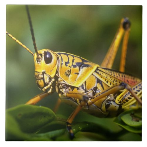 Grasshopper Everglades National Park Florida Ceramic Tile