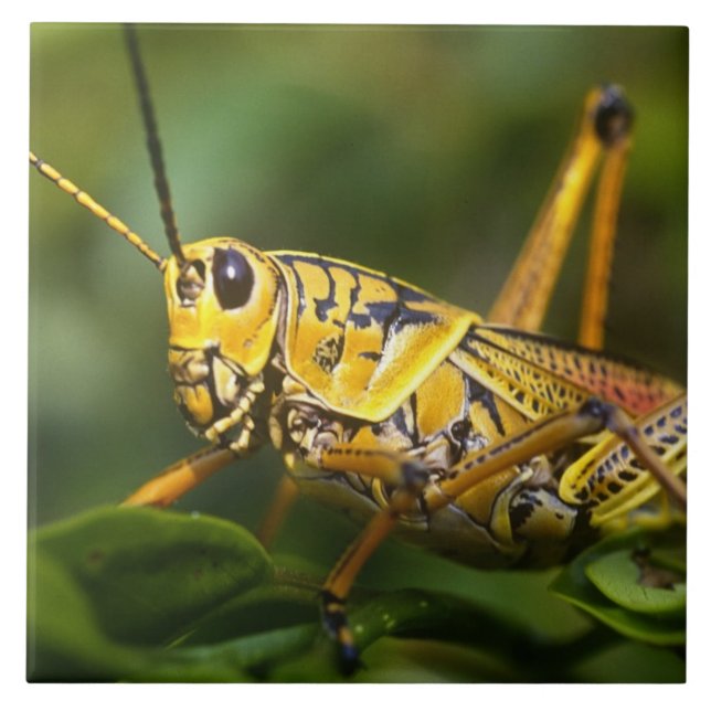 Grasshopper, Everglades National Park, Florida, Ceramic Tile (Front)
