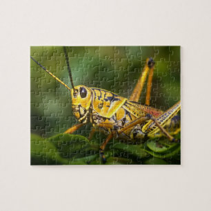 Grasshopper, Everglades National Park, Florida, Jigsaw Puzzle