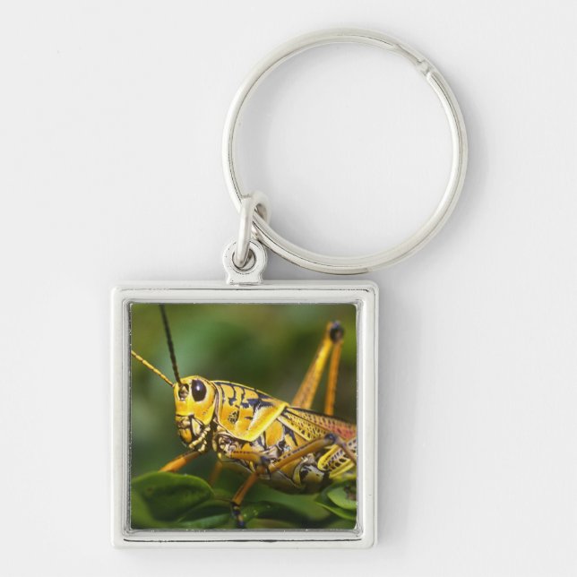 Grasshopper, Everglades National Park, Florida, Keychain (Front)