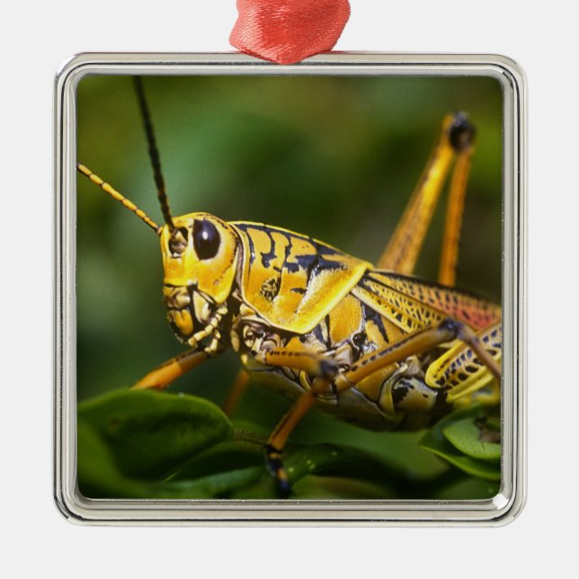 Grasshopper, Everglades National Park, Florida, Metal Ornament (Front)