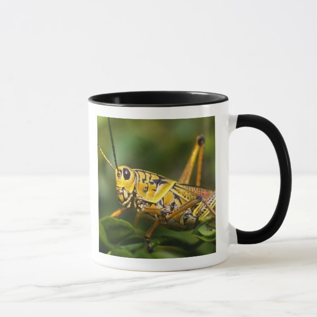 Grasshopper, Everglades National Park, Florida, Mug (Right)