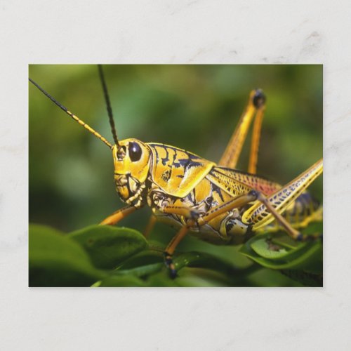 Grasshopper Everglades National Park Florida Postcard