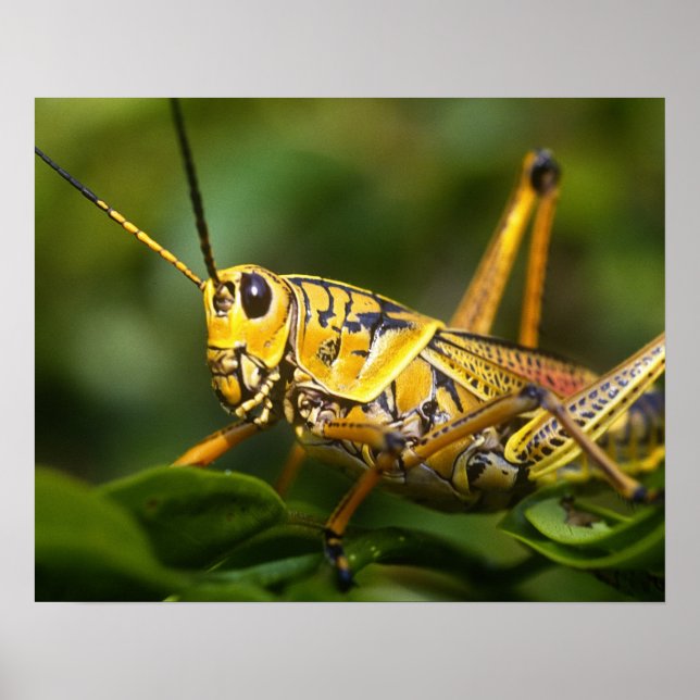 Grasshopper, Everglades National Park, Florida, Poster (Front)