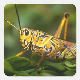 Grasshopper, Everglades National Park, Florida, Square Sticker