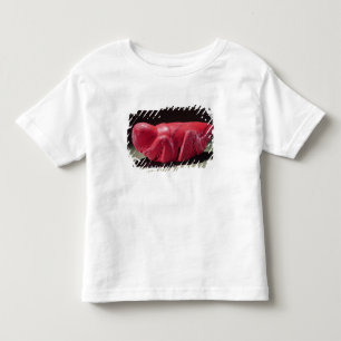 Grasshopper from Chapultepec, Mexico, c.1500 (carn Toddler T-shirt