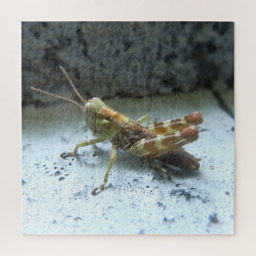 Grasshopper Insect Nature Photograph Jigsaw Puzzle