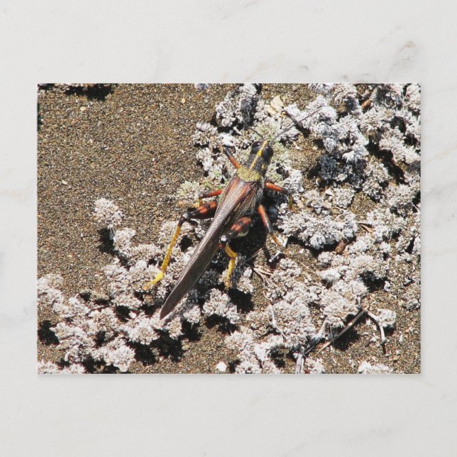 Grasshopper, Isla Bartolome, Galapagos Postcard (Front)