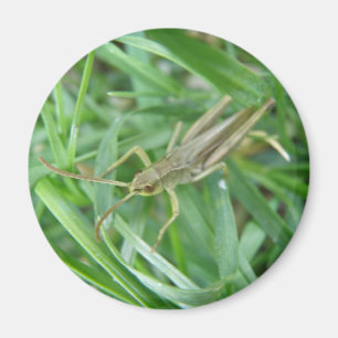 Grasshopper Magnet