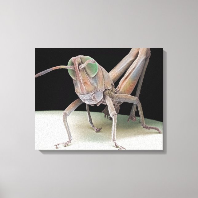 Grasshopper nymph canvas print (Front)