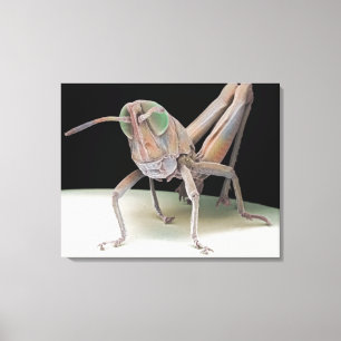 Grasshopper nymph canvas print