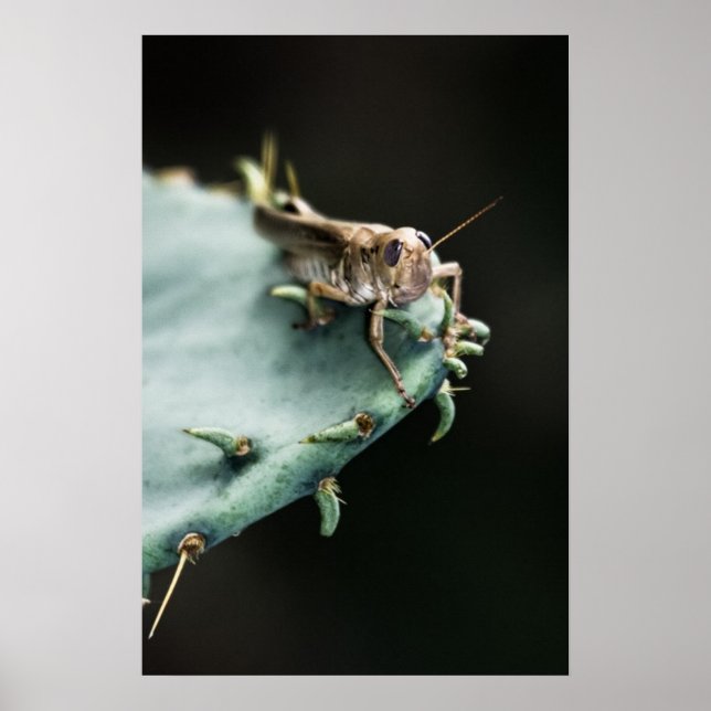 Grasshopper on Cactus Poster (Front)