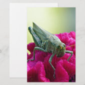 Grasshopper on Cockscomb (Front/Back)