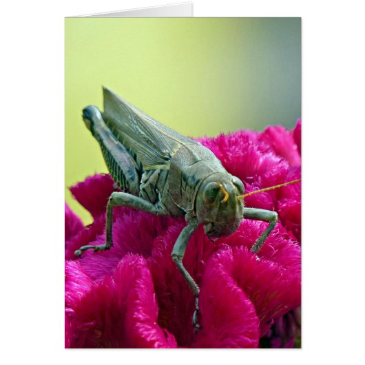 Grasshopper on Cockscomb Cards (Front)