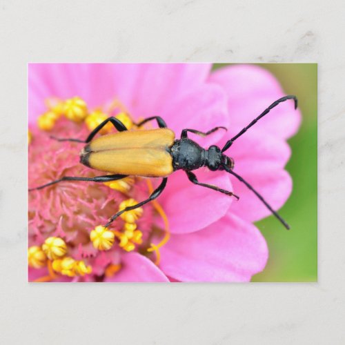 Grasshopper on lavender flower postcard