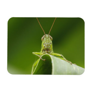 Grasshopper on Leaf, Grasshopper Face Close-up Magnet