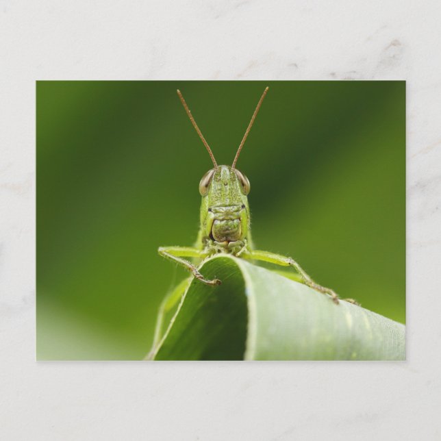 Grasshopper on Leaf, Grasshopper Face Close-up Postcard (Front)