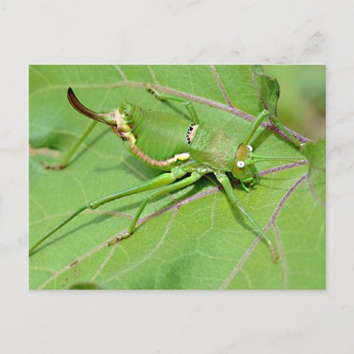 Grasshopper on leaf seen from above postcard