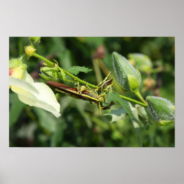 Grasshopper Pair 2 Poster (Front)
