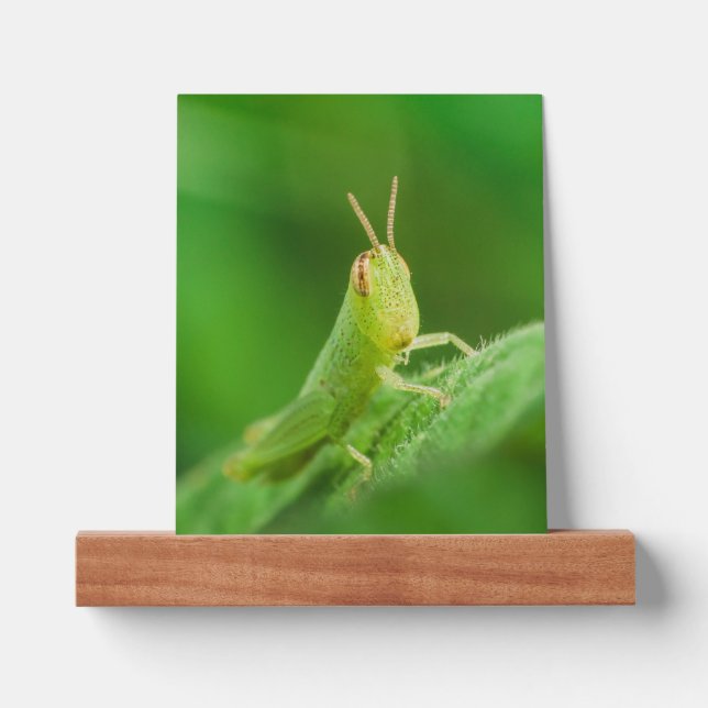 Grasshopper Picture Ledge (Front)