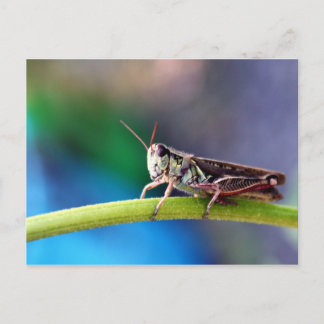 Grasshopper Postcard
