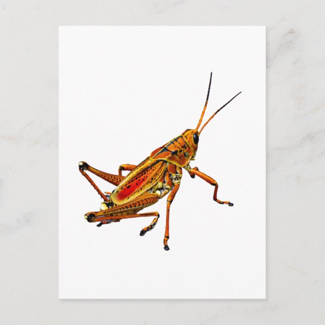 Grasshopper Postcard (Front)