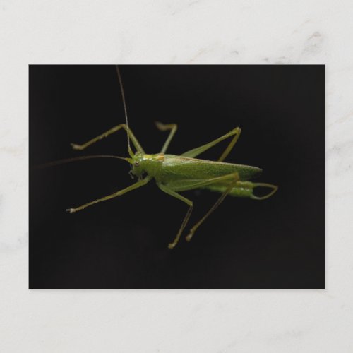 grasshopper postcard