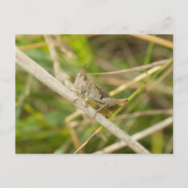 Grasshopper Postcard (Front)