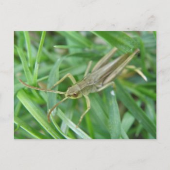 Grasshopper Postcard by Fallen_Angel_483 at Zazzle
