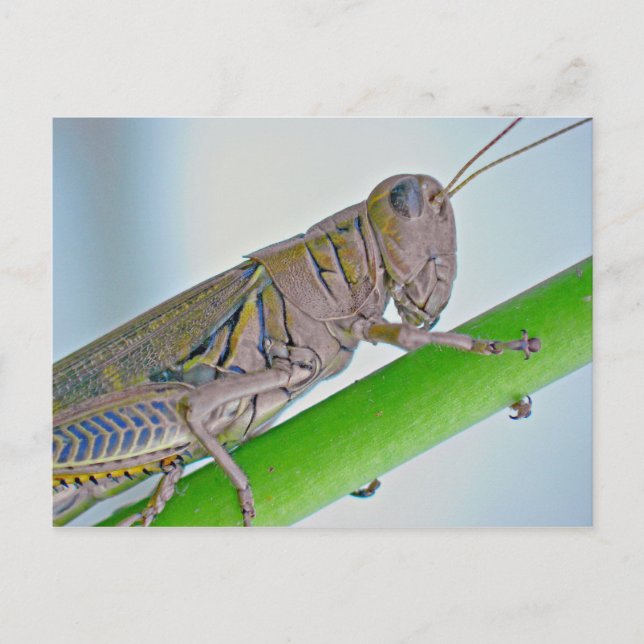 Grasshopper Postcard. Postcard (Front)