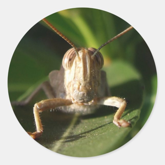 Grasshopper Stickers (Front)