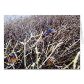 Grassy Flowers, My View (Front Horizontal)