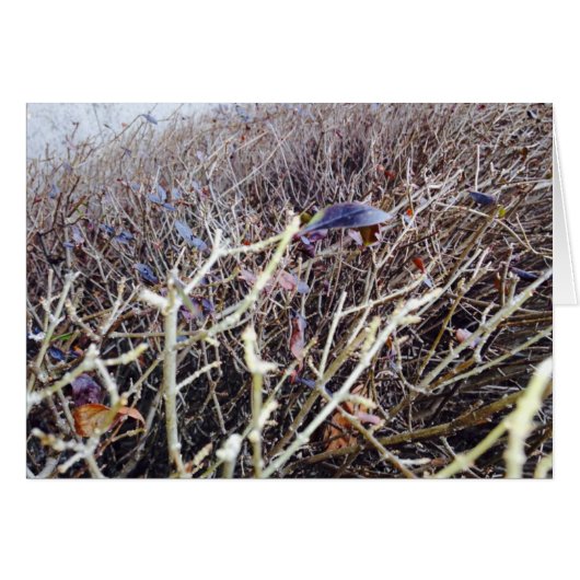 Grassy Flowers, My View (Front Horizontal)