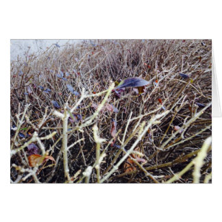 Grassy Flowers, My View Cards