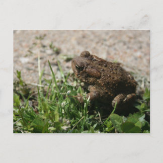Grassy Frog Postcard