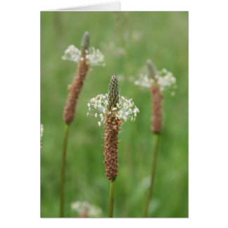 Grassy Gems Cards