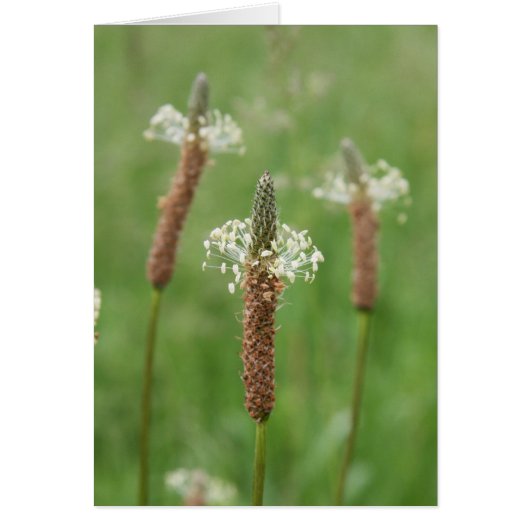 Grassy Gems Cards (Front)