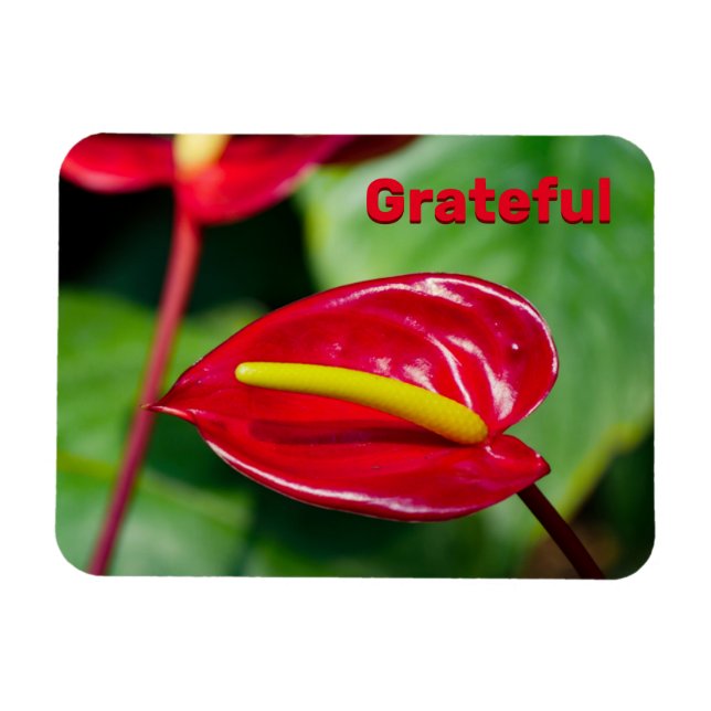 Grateful Quote on Red Peace Lily Magnet (Horizontal)
