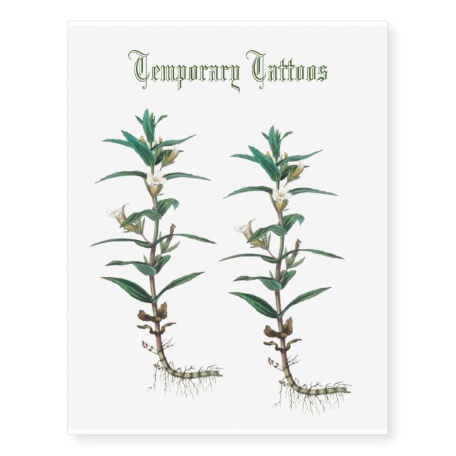 gratiola yellow flowers antique sketch temporary tattoos (Front)