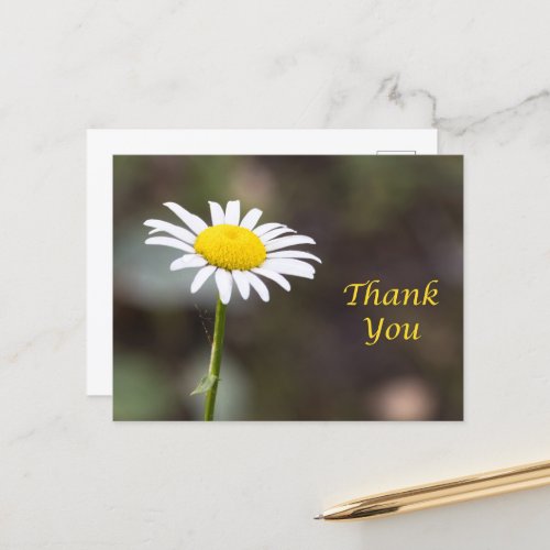 Gratitude Blooms A Wild Daisy Thank You Postcard