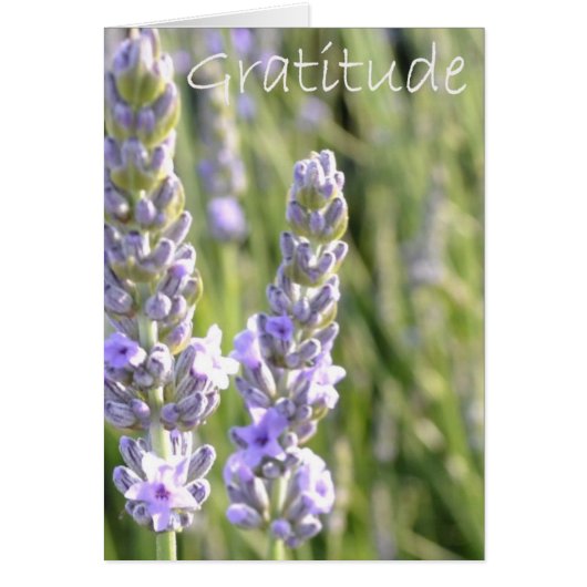 Gratitude Cards (Front)