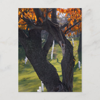 Graves through the Trees Postcard