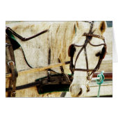 Gray Amish Buggy Horse (Front Horizontal)
