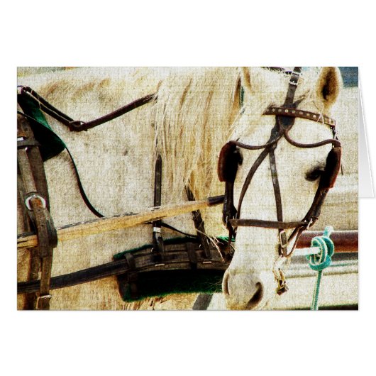 Gray Amish Buggy Horse Cards (Front Horizontal)