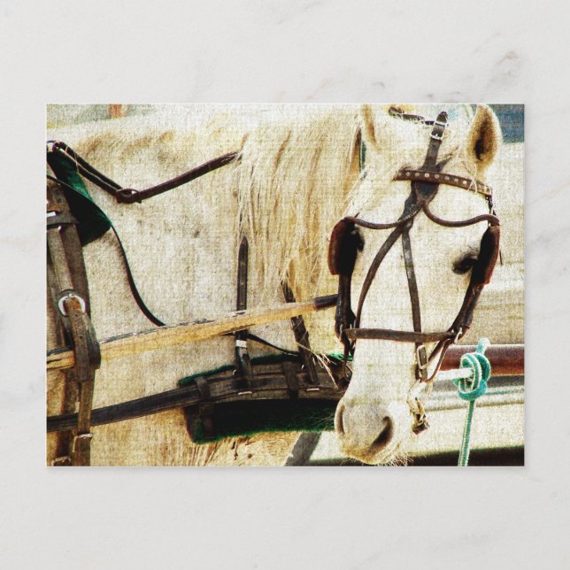 Gray Amish Buggy Horse Postcard (Front)