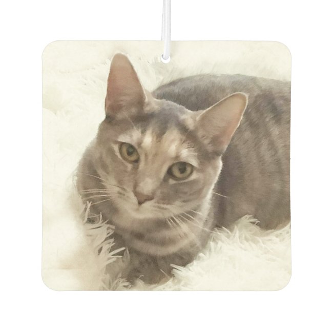 Gray and Brown Tabby Cat Air Freshener